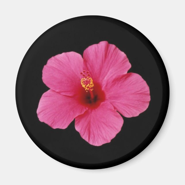 Rosa Hibiscus Magnet (Framsidan)