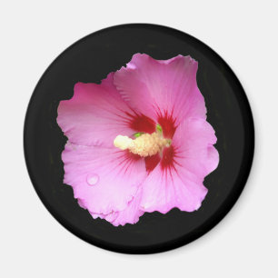 Rosa Hibiscus Magnet