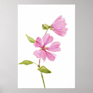 rosa hibiscus moscheutos, sumprossmalva poster