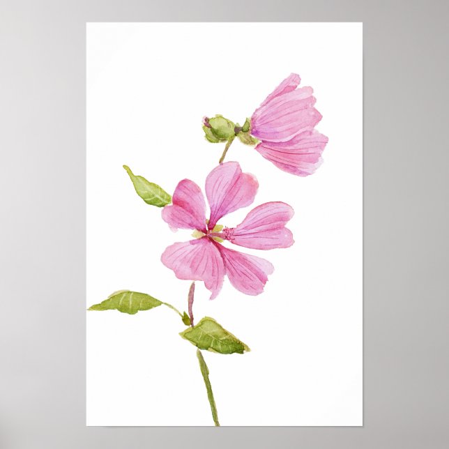 rosa hibiscus moscheutos, sumprossmalva poster (Framsidan)
