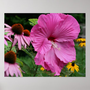 Rosa Hibiscus och Blomsterträdgårdens vänner Poster
