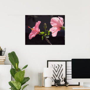 Rosa Hibiscus på Black Poster