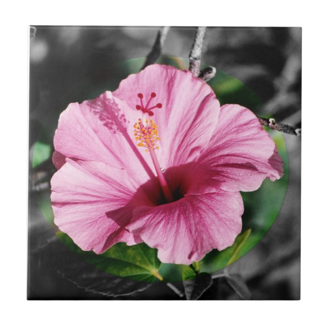 Rosa Hibiscus Photo Kakelplatta (Framsidan)