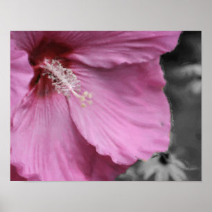 Rosa Hibiscus Photo Painting Art Poster