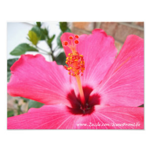 Rosa Hibiscus Photo Print Fototryck