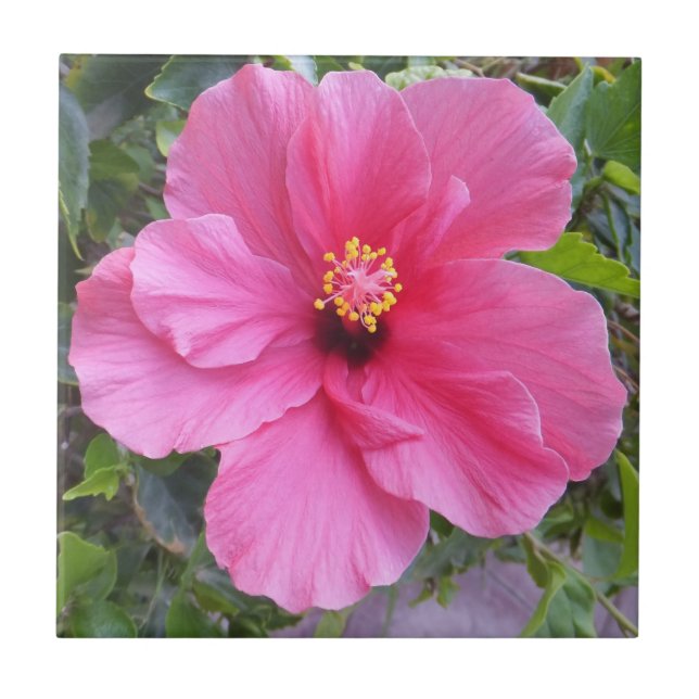 Rosa Hibiscus-plattan Kakelplatta (Framsidan)