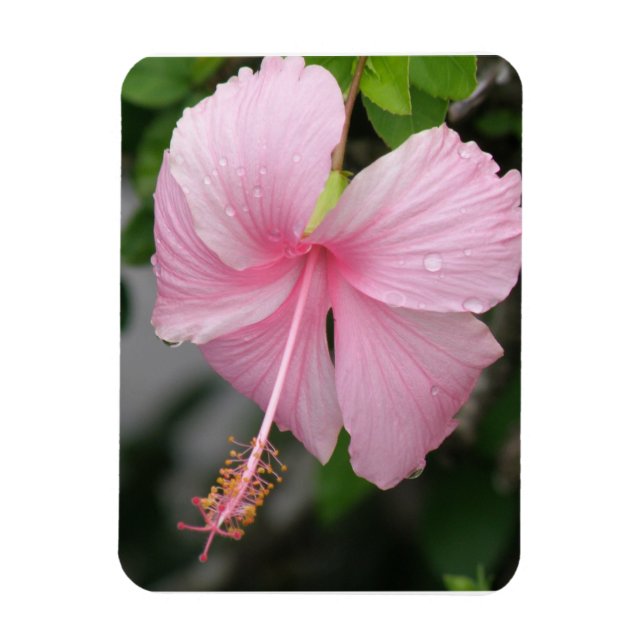 Rosa Hibiscus Premium Magnet (Vertikal)