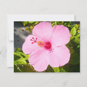 Rosa Hibiscus Tropiska blomman