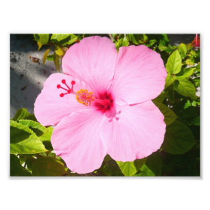 Rosa Hibiscus Tropiska blomman Fototryck