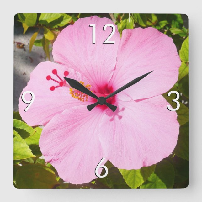 Rosa Hibiscus Tropiska blomman Fyrkantig Klocka (Framsida)