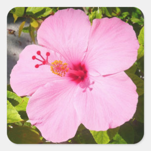 Rosa Hibiscus Tropiska blomman Fyrkantigt Klistermärke