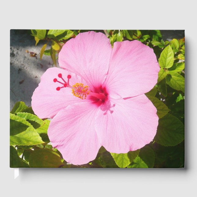 Rosa Hibiscus Tropiska blomman Gästböcker (Framsida)