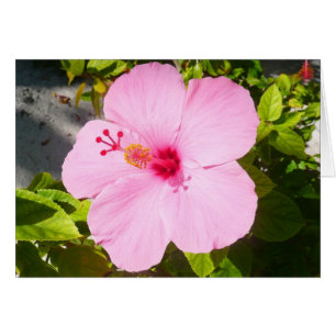 Rosa Hibiscus Tropiska blomman Hälsningskort