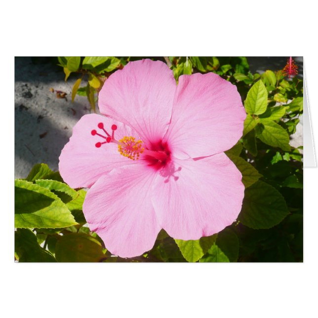Rosa Hibiscus Tropiska blomman Hälsningskort (Framsidan Horizontal)