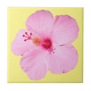 Rosa Hibiscus Tropiska blomman Kakelplatta