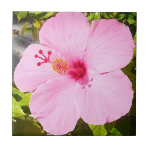 Rosa Hibiscus Tropiska blomman Kakelplatta