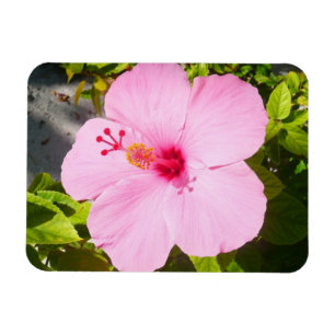Rosa Hibiscus Tropiska blomman Magnet