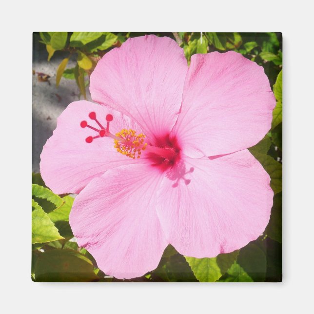 Rosa Hibiscus Tropiska blomman Magnet (Framsidan)