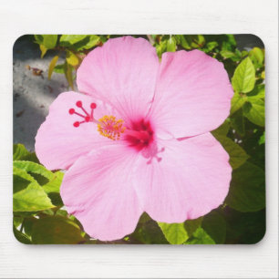 Rosa Hibiscus Tropiska blomman Musmatta