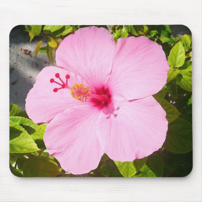 Rosa Hibiscus Tropiska blomman Musmatta (Framsidan)