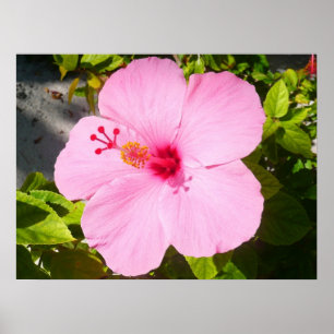 Rosa Hibiscus Tropiska blomman Poster