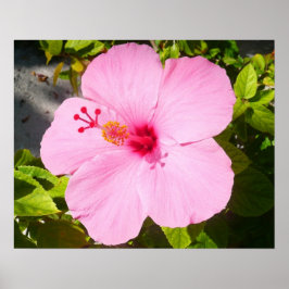 Rosa Hibiscus Tropiska blomman Poster