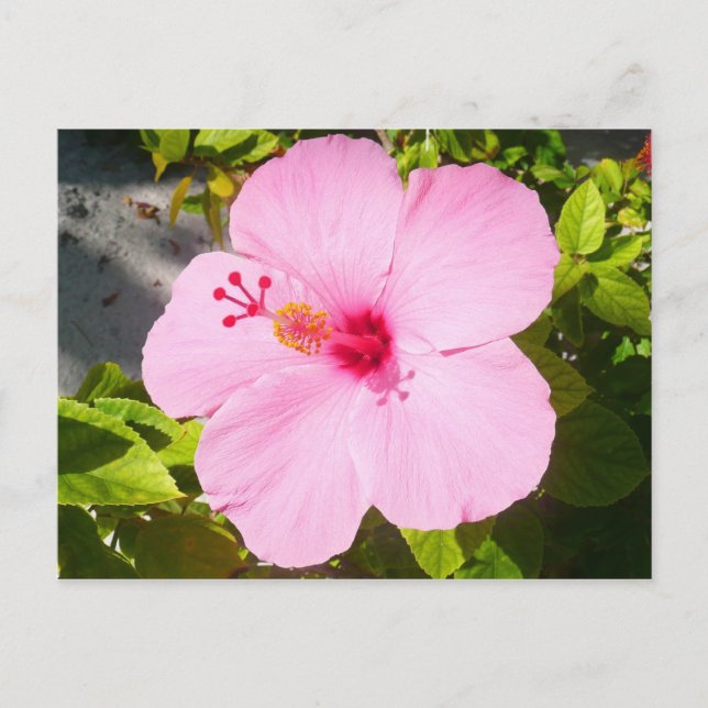 Rosa Hibiscus Tropiska blomman Vykort (Framsida)