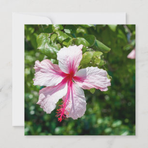 Rosa Hibiscus Tropiska hönsfåglar Hälsning Kort