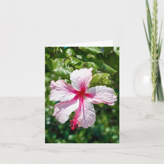 Rosa Hibiscus Tropiska hönsfåglar Hälsning Kort (Framsida)