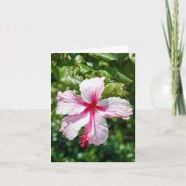 Rosa Hibiscus Tropiska hönsfåglar Hälsning Kort