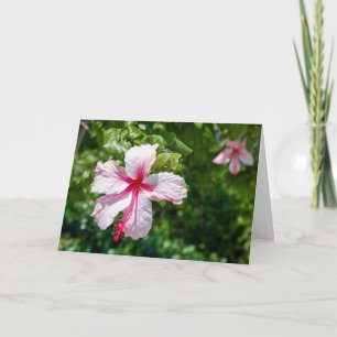 Rosa Hibiscus Tropiska hönsfåglar Hälsning Kort