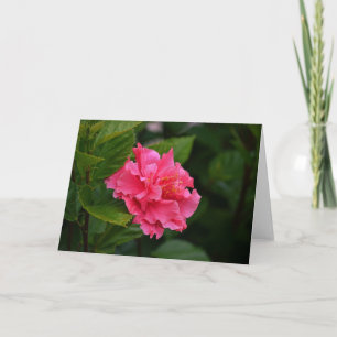 Rosa Hibiscus Tropiskt blomsterkort Kort