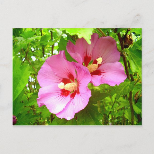 Rosa Hibiscus vykort (Framsida)