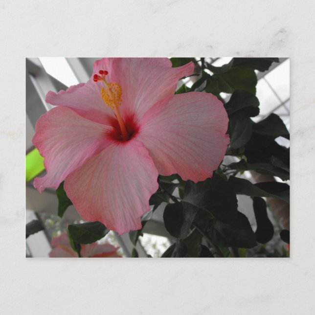 Rosa Hibiscus Vykort (Framsida)