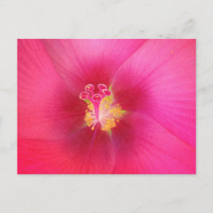 Rosa Hibiscus vykort