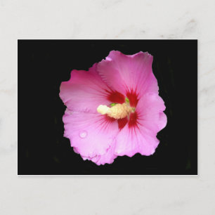 Rosa Hibiscus vykort