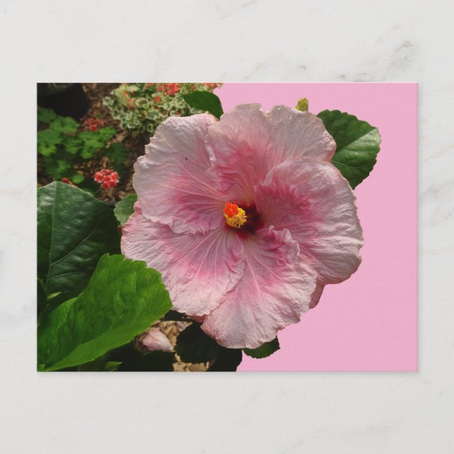 Rosa Hibiskus DIY-vykort Vykort (Framsida)