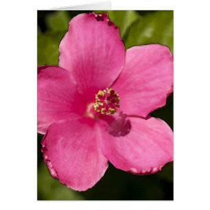 Rosa hibiskus hälsningskort