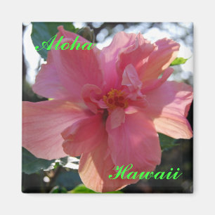 Rosa hibiskus i Hawaii Magnet