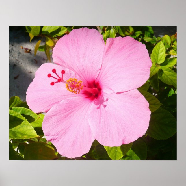 Rosa Hibiskus Tropisk Blomma Poster (Framsidan)