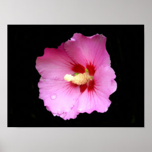 Rosa Hibiskusaffisch Poster