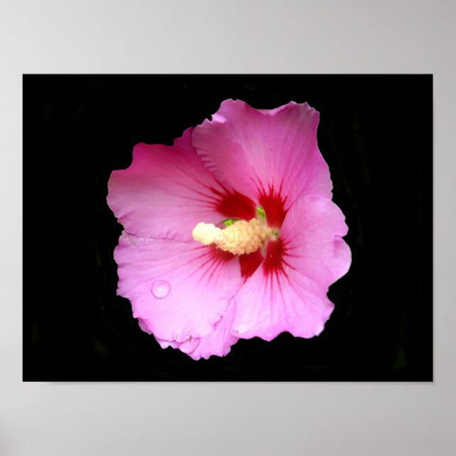 Rosa Hibiskusaffisch Poster (Framsidan)