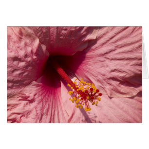 Rosa hibiskusblomma för makro hälsningskort
