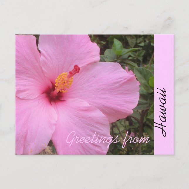 Rosa hibiskusblomma Hawaii hälsning vykort (Framsida)