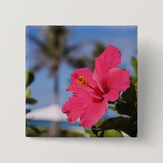 Rosa hibiskusblomma knapp (Framsida)