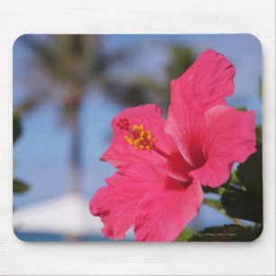 Rosa hibiskusblomma musmatta