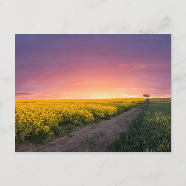 Rosa Himlar på natten Vykort (Framsida)