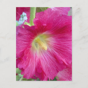 Rosa Hollyhock Flower vycard Vykort