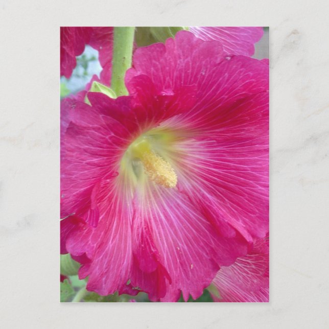 Rosa Hollyhock Flower vycard Vykort (Framsida)