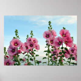 Rosa Hollyhock Flowers Poster
